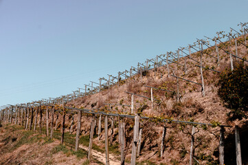 VIÑEDO