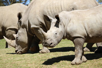 Obraz premium Rhinocéros
