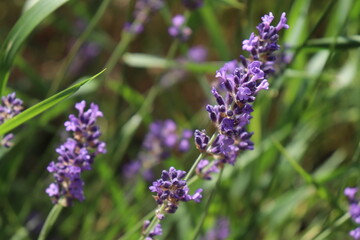 Lavendelblüten im Naturgarten