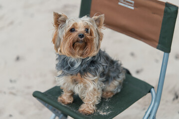 yorkshire terrier sitting on chair in the beach background