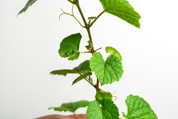 Vine grape shoot isolated on white background.