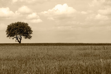 Black and white photo. A lone tree, located on the left, in the middle of a lush green field. Meaning of life