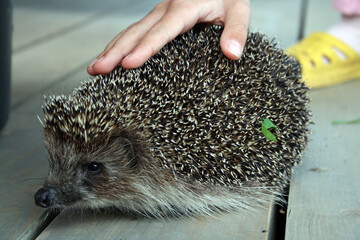 European teenage hedgehog on wooden boards. © Ольга Яковлева