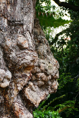 tree bark texture rough gnarled