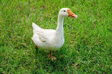 Naklejka na ściany i meble white geese on green lawn, geese walking on lawn.