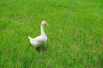 white geese on green lawn, geese walking on lawn.