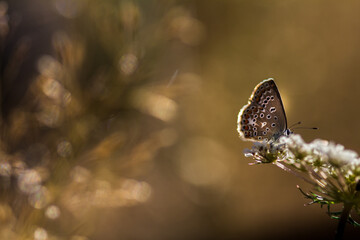 Papillon sur fleur Macro