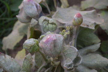 Close Up Of Green Plant Leaf In Home Garden, Flora Grass Fresh environment nature wallpaper background garden photo