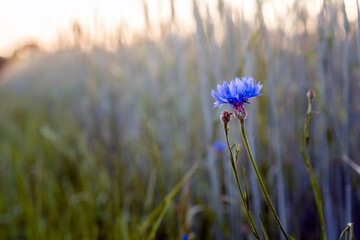 kwiat chabru na łące  © Zbigniew