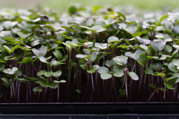 microgreens green close up flower grow fresh farm 