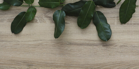 Banni&egrave;re de bois brun clair avec des branches vertes au dessus.  Arri&egrave;re plan avec un espace de copie