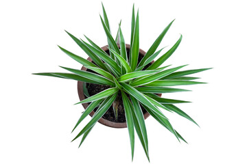 Top view of young Spider Plant or Chlorophytum bichetii (Karrer) Backer plant is growing in brown pot isolated on white background included clipping path.