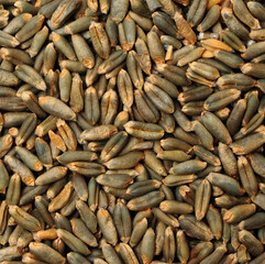 Highland barley is a variant of barley, mainly in Tibet, is the staple food of Tibetan people on white background.
