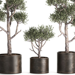 Obraz premium 3D illustration of Olive tree in a rusty flowerpot isolated on white background 