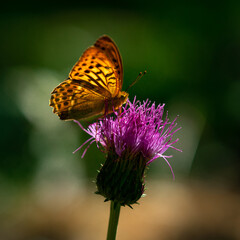butterfly on flower