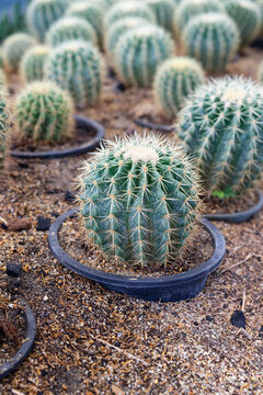 Cactus photos and cactus background
