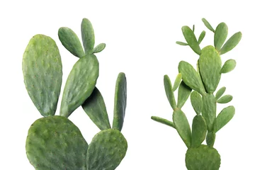 Fotobehang Cactus Collage met mooie cactussen op witte achtergrond