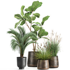 3d illustration exotic plants in a rusty pot on white background