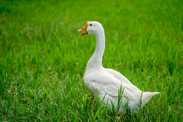 white geese on green lawn, geese walking on lawn.