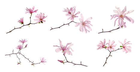 Obraz na płótnie Canvas Magnolia tree branches with beautiful flowers on white background, collage. Banner design