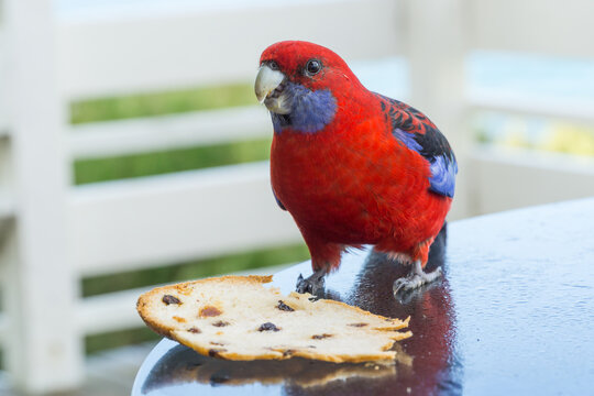 A crimson rosella sitting on a table nibbling on a piece of bread