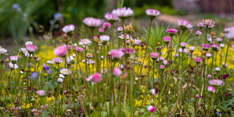 Obraz na płótnie Canvas Flower meadow with pink daisies in the garden