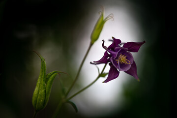 Common columbine -  Aquilegia vulgaris in dark