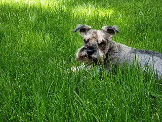 Miniature Schnauzer dog lies on the grass.