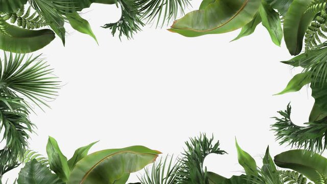 frame from tropical plants moving in the wind in a loop animation on a white background