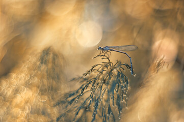 Ważka Łątka dzieweczka (Coenagrion puella) © Iwona