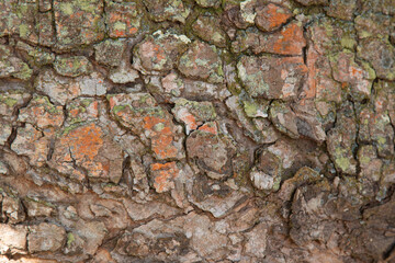 Background with wood texture of the tree trunk.