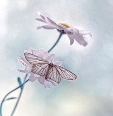 Farfalla bianco