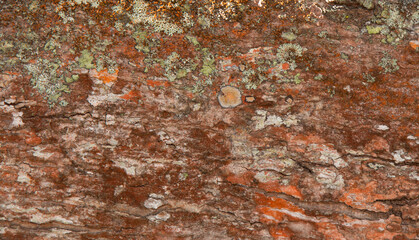 Background with wood texture of the tree trunk.