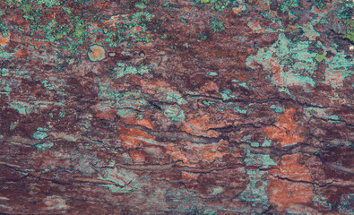 Background with wood texture of the tree trunk.