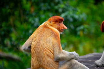 Foraging, conservation animals, animals, proboscis monkey