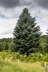 Fototapeta na wymiar A single tree in the Saxony Forest