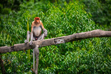 Foraging, conservation animals, animals, proboscis monkey