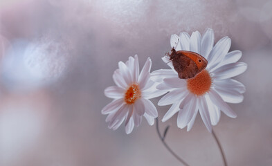 Butterfly(Coenonympha pamphilus) in a daisy - obrazy, fototapety, plakaty