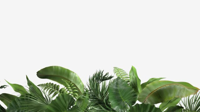 tropical plants moving in the wind in a loop animation on a white background