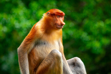 Foraging, conservation animals, animals, proboscis monkey