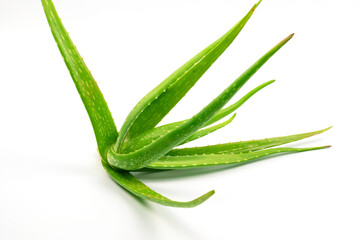 Fototapeta premium Aloe Vera