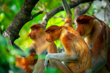 Naklejka premium Foraging, conservation animals, animals, proboscis monkey