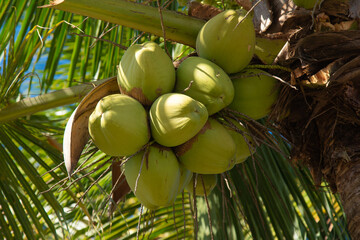Coconut palms with green coconut fruits - obrazy, fototapety, plakaty