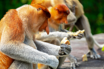 Foraging, conservation animals, animals, proboscis monkey