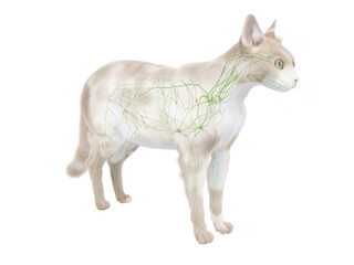 3d rendered illustration of the cat anatomy - the lymphatic system