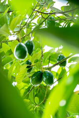 Characteristics of avocados in the rainy season.