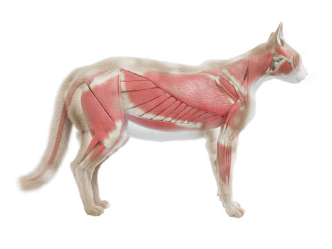 3d rendered illustration of the cat anatomy - the muscle system
