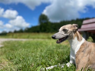 Hund sommer sonne