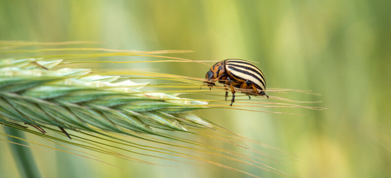 stonka ziemniaczana na kłosie żyta