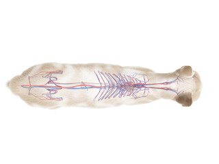 3d rendered illustration of the cat anatomy - the vascular system